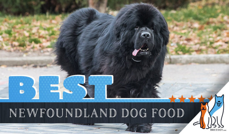6 Best Newfoundland Dog Foods Plus Top Brands for Puppies & Seniors