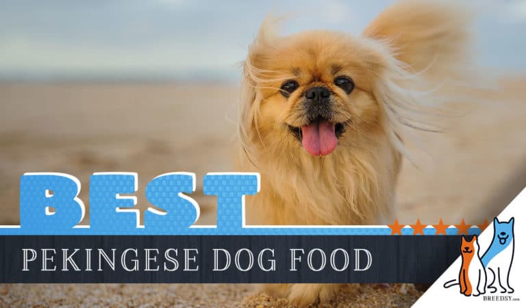 15 Best Dog Foods for Pekingese: Our 2022 In-Depth Feeding Guide