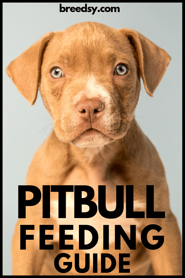 Breedsy Guide to Feeding a Pitbull