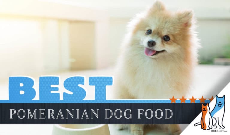 15 Best Dog Foods for Pomeranians: Our 2022 In-Depth Feeding Guide
