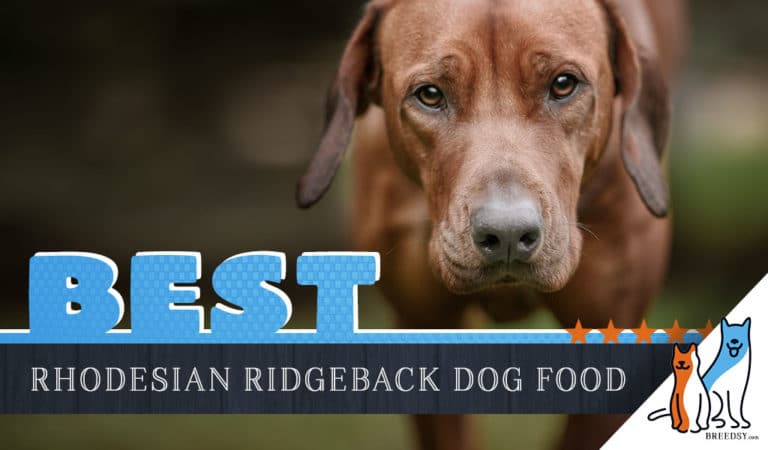 6 Best Rhodesian Ridgeback Dog Foods with Top Puppy & Senior Brands