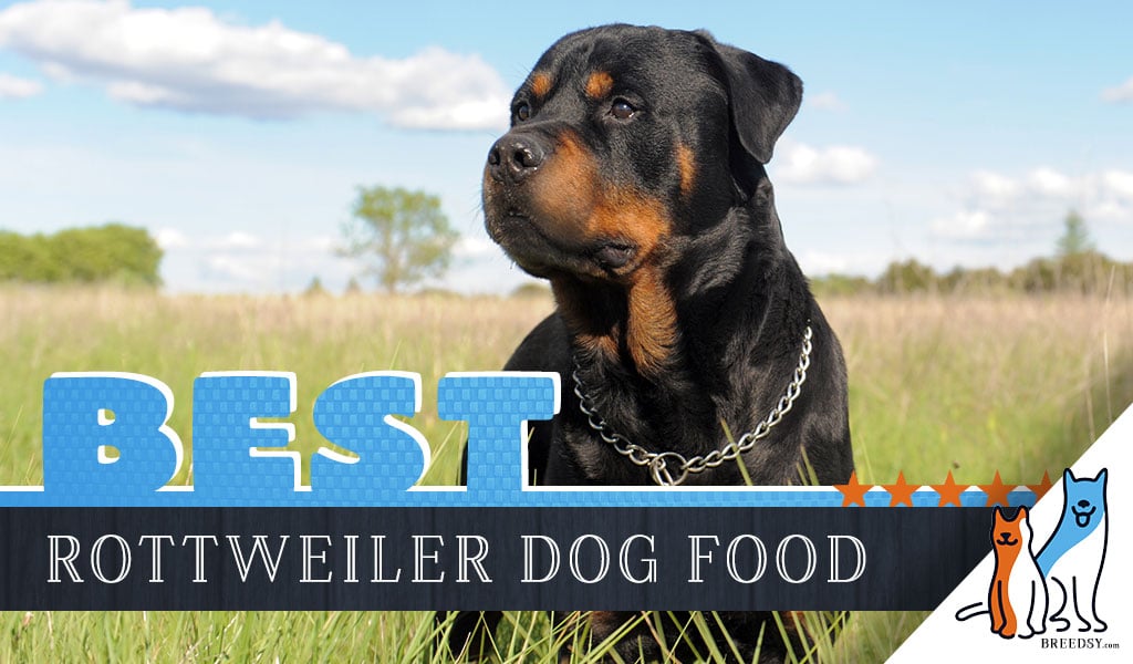 6 Best Rottweiler Dog Foods Plus Top 
