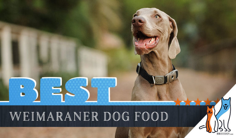 6 Best Weimaraner Dog Foods Plus Top Brands for Puppies and Seniors