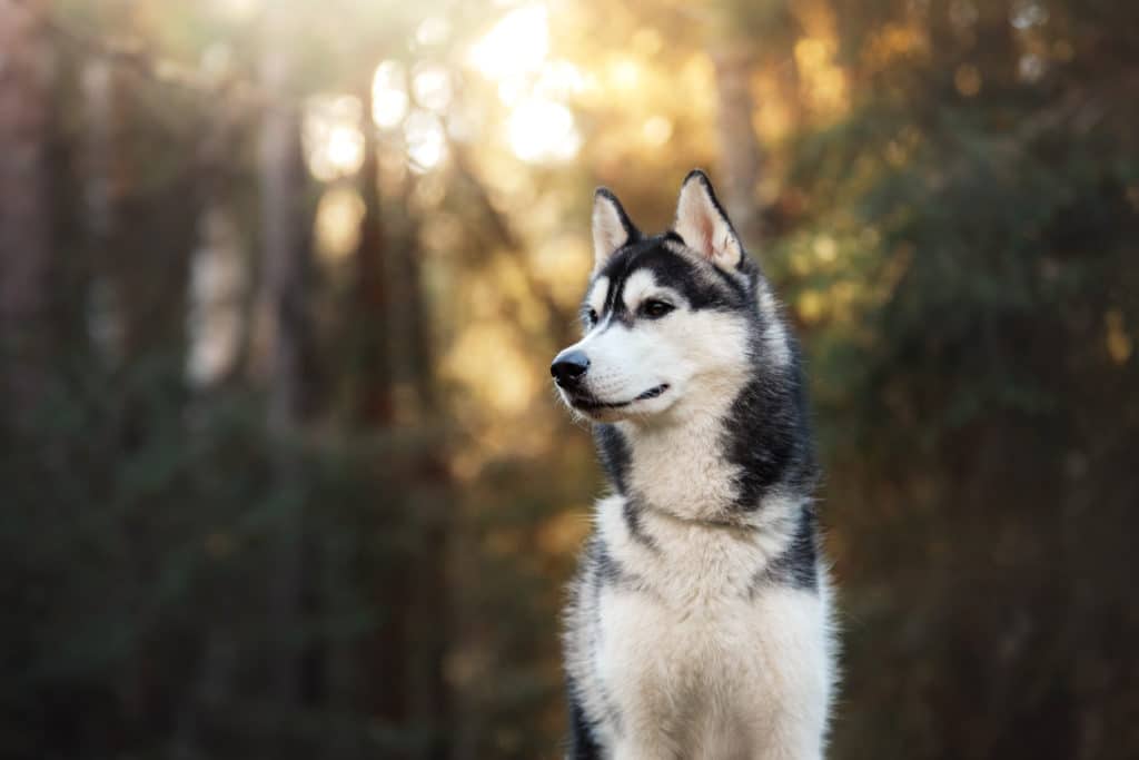 Dog breed Siberian Husky Feeding Requirements