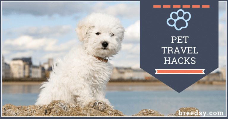 12 Travel Hacks for Pet Parents