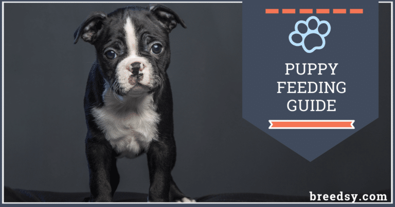Our Puppy Feeding Guide: Our In-Depth Guide to Feeding a Puppy