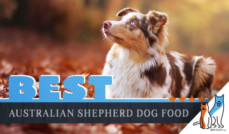 6 Best Australian Shepherd Dog Food Plus Top Brands for Puppies & Seniors