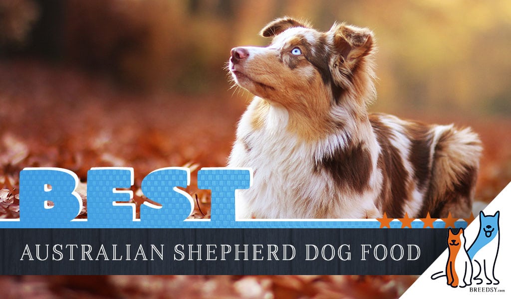 Australian Shepherd Puppy Feeding Chart