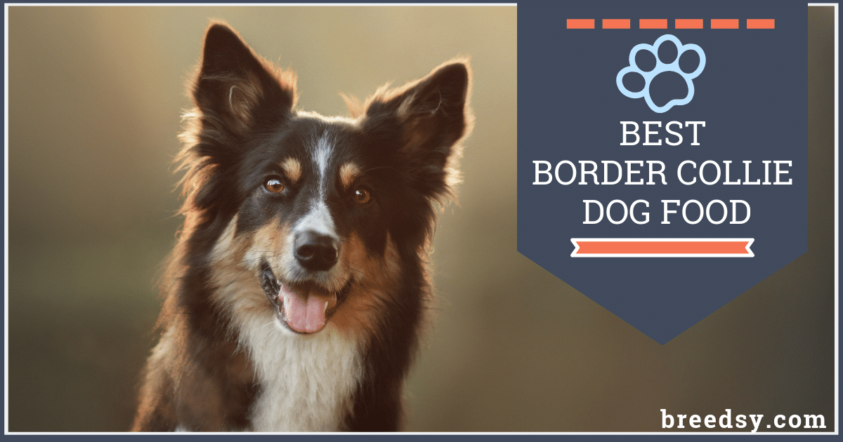 6 Best Border Collie Dog Food Plus Top Brands for Puppies