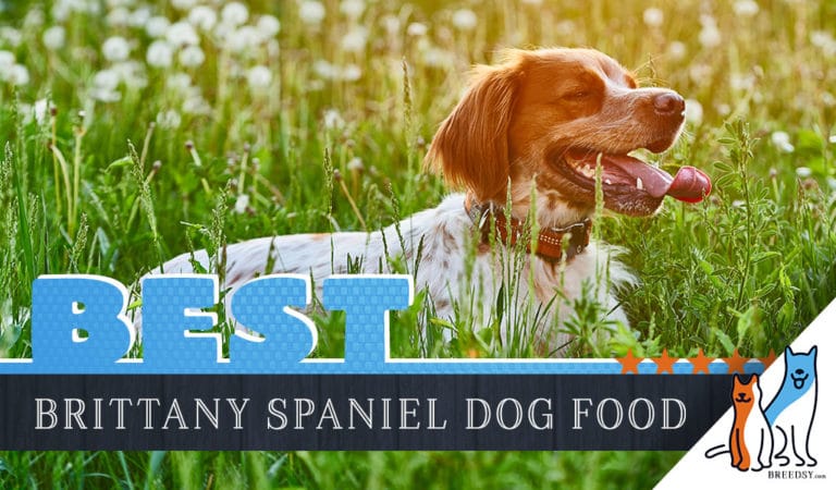 6 Best Brittany Spaniel Dog Food Plus Top Brands for Puppies & Seniors