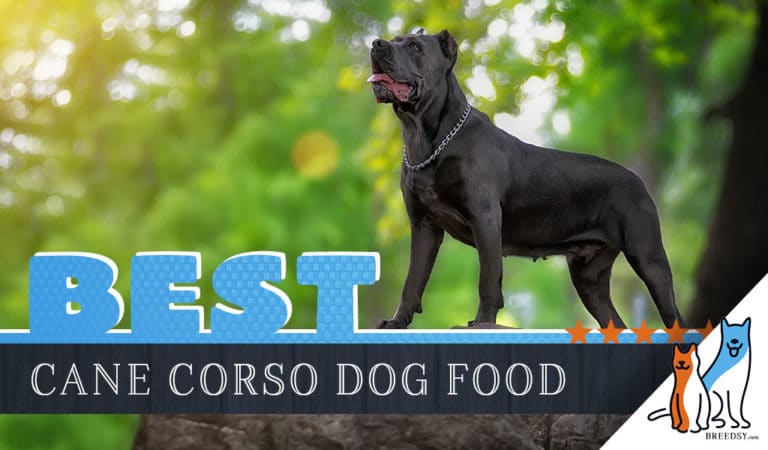 6 Best Cane Corso Dog Foods Plus Top Brands for Puppies & Seniors
