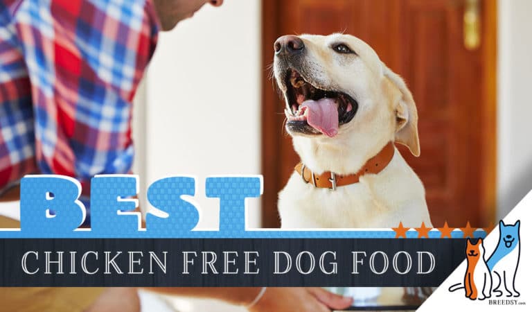 9 Best Dog Foods Without Chicken or Chicken Meal: Our Top 2022 Picks