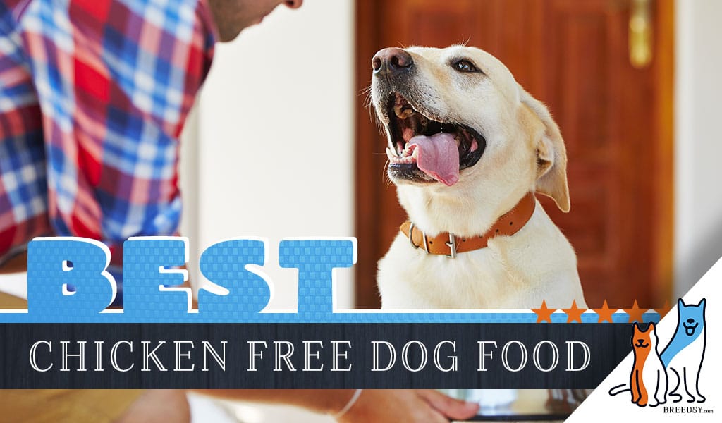 best chicken dog food