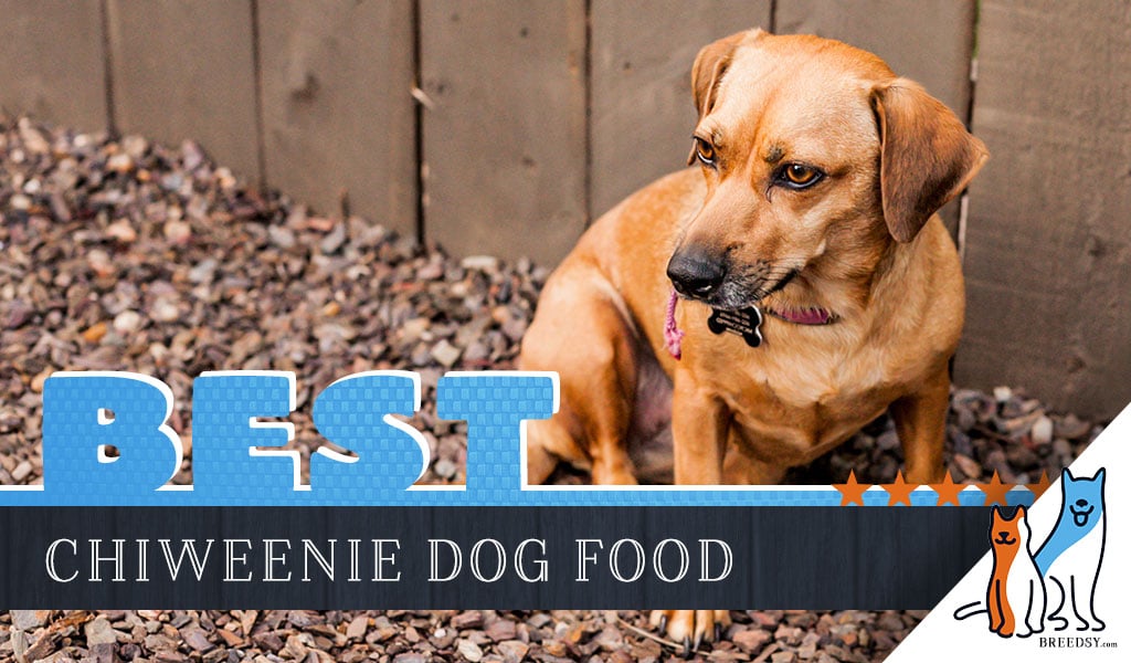 6 Best Chiweenie Dog Food Plus Top 