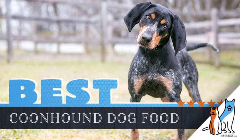 6 Best Coonhound Dog Foods Plus Top Brands for Puppies & Seniors