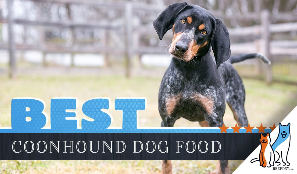 best dog food for coonhounds