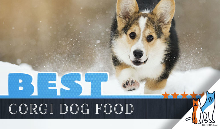 6 Best Corgi Dog Food Plus Top 2022 Brands for Puppies & Seniors