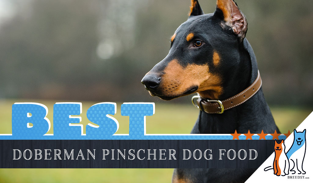 6 Best Doberman Pinscher Dog Foods With Top Puppy Senior Brands