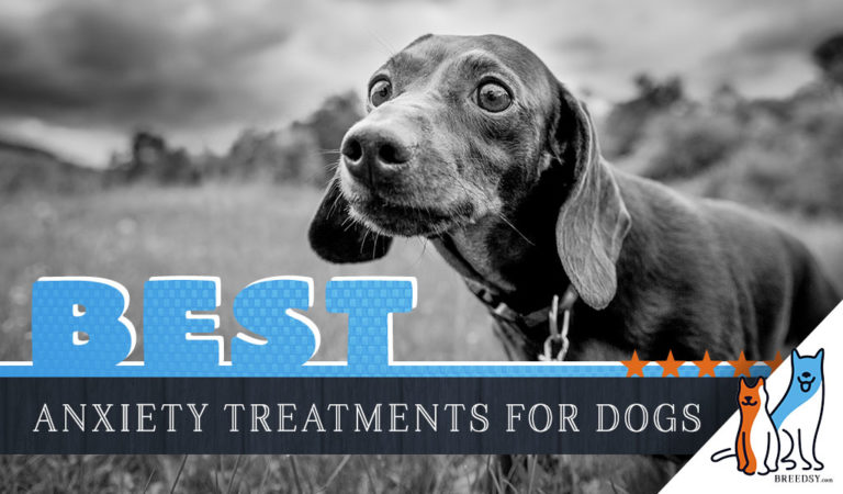 How to Treat Anxiety in Dogs: 5 Best Dog Anxiety Products That Work