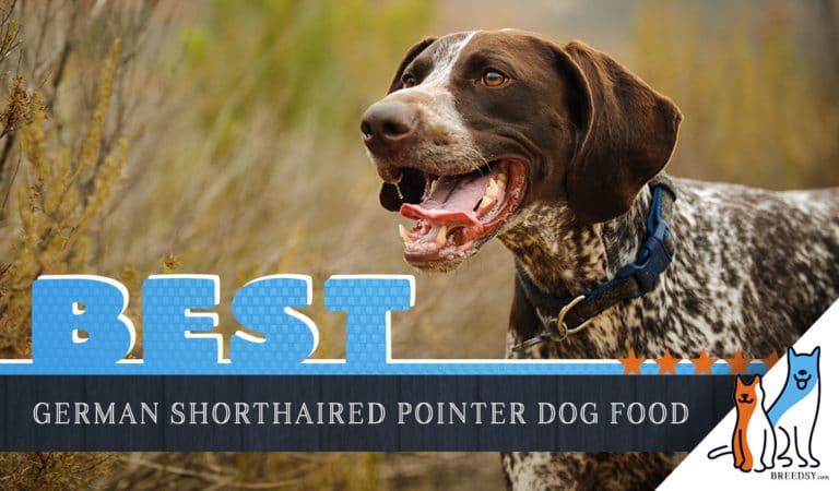 6 Best German Shorthaired Pointer Dog Food: Top Puppies & Seniors Foods
