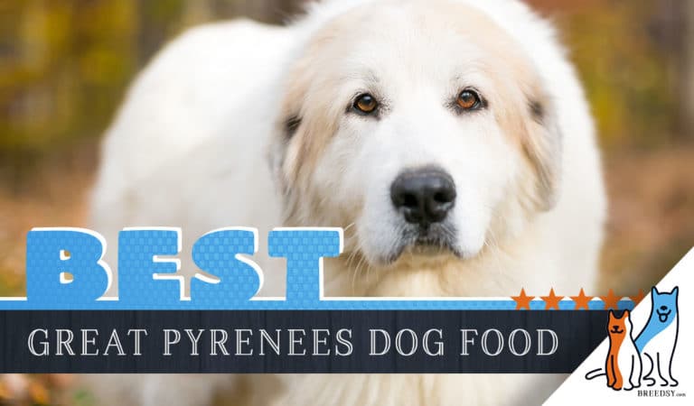 6 Best Great Pyrenees Dog Foods Plus Top Brands for Puppies & Seniors
