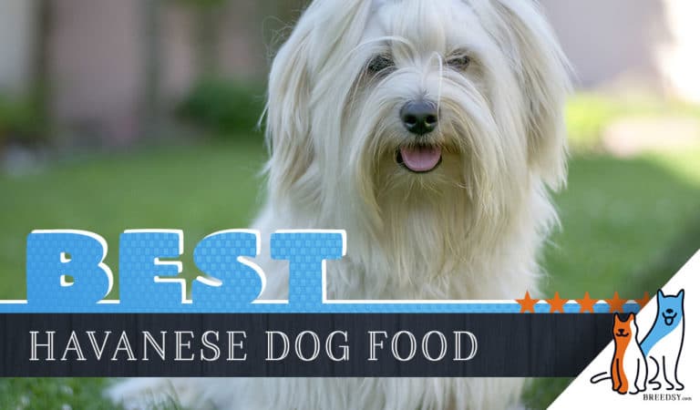 6 Best Havanese Dog Food Plus Top Brands for Puppies & Seniors – 2023