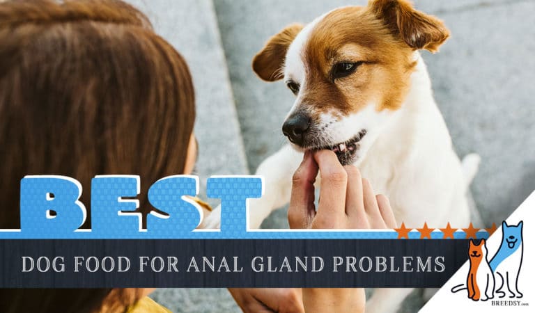 7 Best High Fiber Dog Foods for Anal Gland Problems: Our 2023 Guide