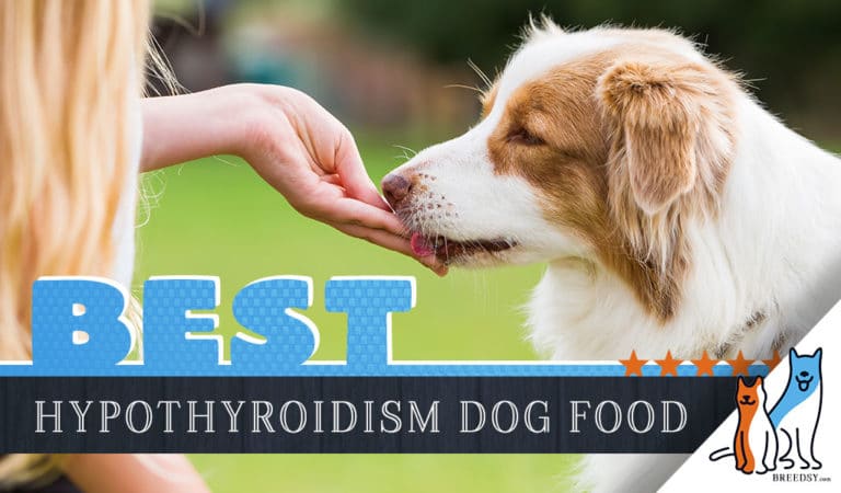 8 Best Dog Foods for Hypothyroidism Plus an Homemade Option