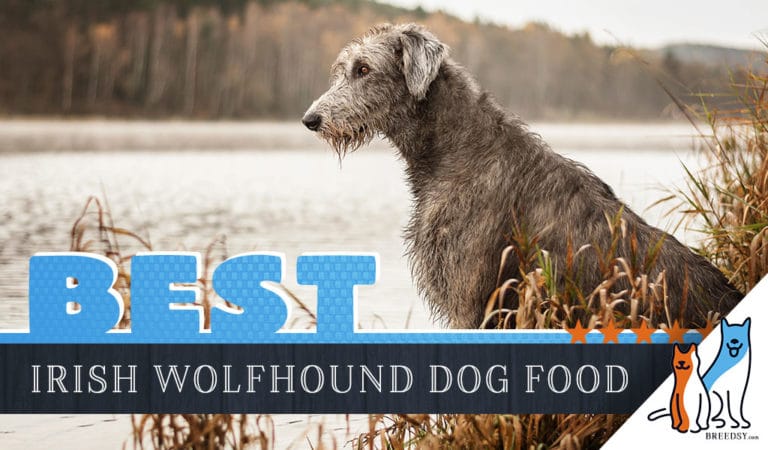 6 Best Irish Wolfhound Dog Foods Plus Top Brands for Puppies & Seniors