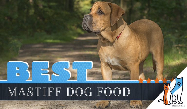 6 Best Mastiff Dog Foods with Top Puppy & Senior Brands