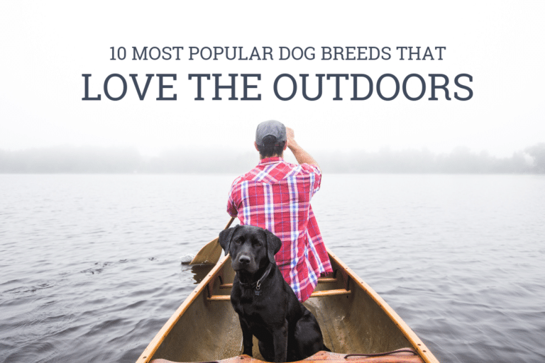 10 Most Popular Dog Breeds That Love Outdoor Adventures