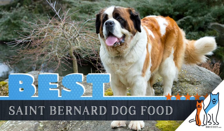 6 Best Saint Bernard Dog Foods Plus Top Brands for Puppies & Seniors