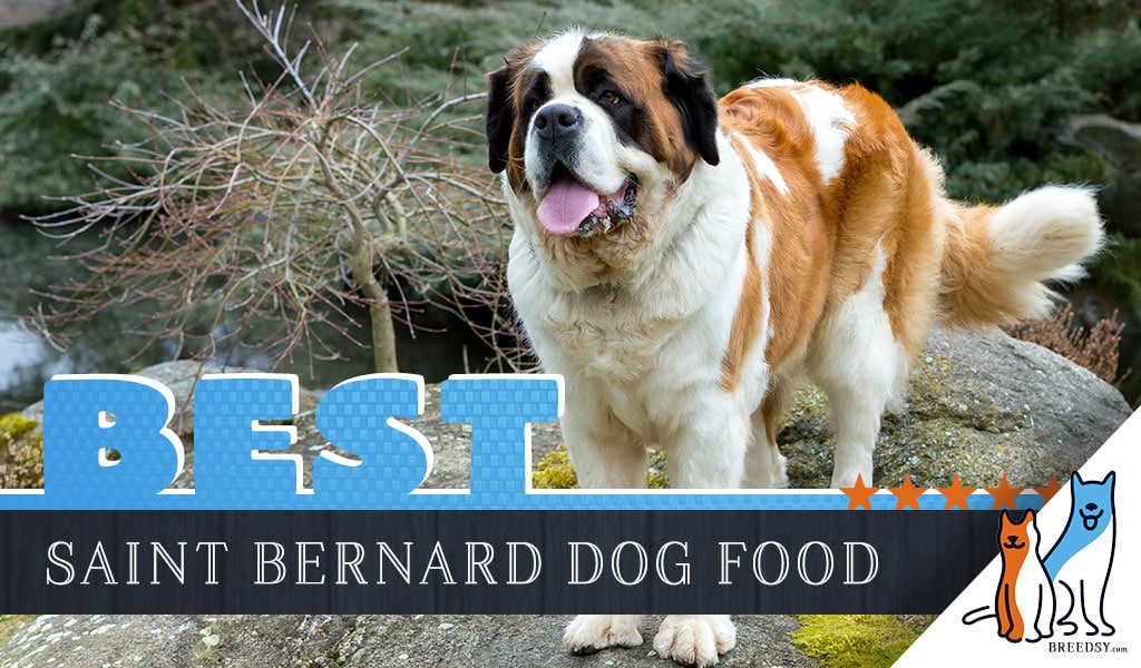 6 Best Saint Bernard Dog Foods Plus Top 