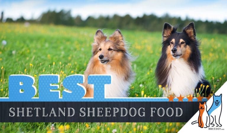 6 Best Shetland Sheepdog (Sheltie) Dog Food in 2022