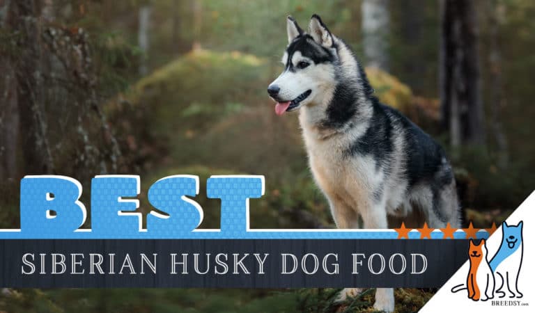 6 Best Siberian Husky Dog Foods Plus Top Brands for Puppies & Seniors