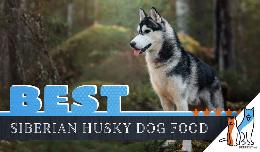 6 Best Siberian Husky Dog Foods Plus 