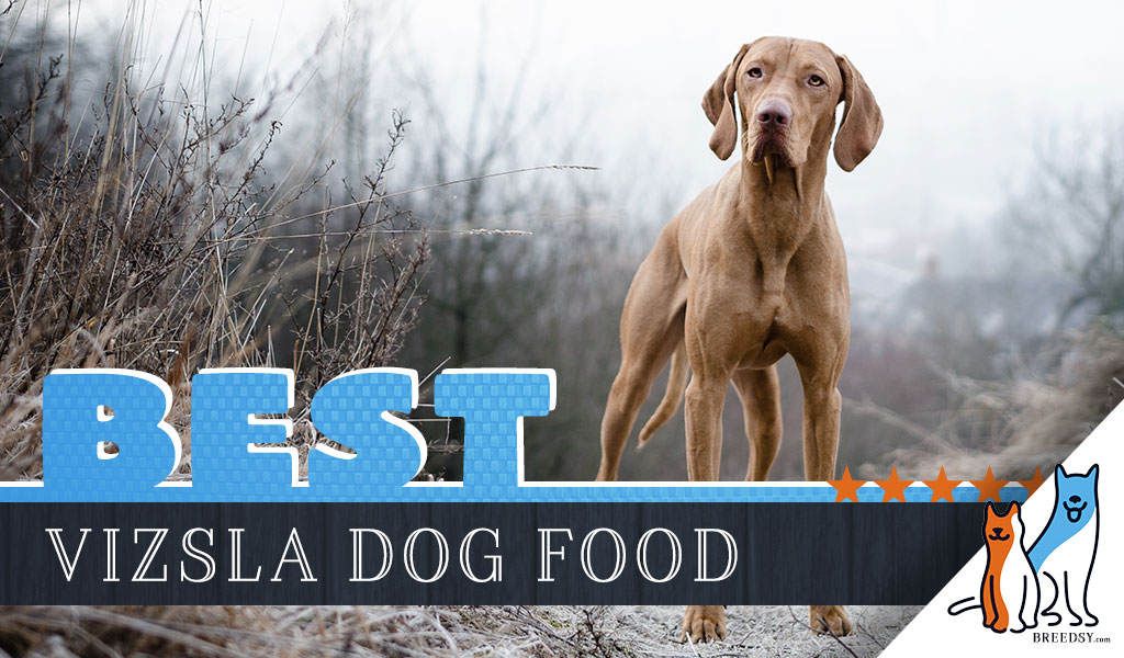 6 Best Vizsla Dog Food Plus Top Brands 