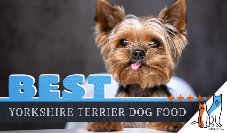 6 Best Yorkshire Terrier (Yorkies) Dog Foods: Top Puppy & Senior Brands