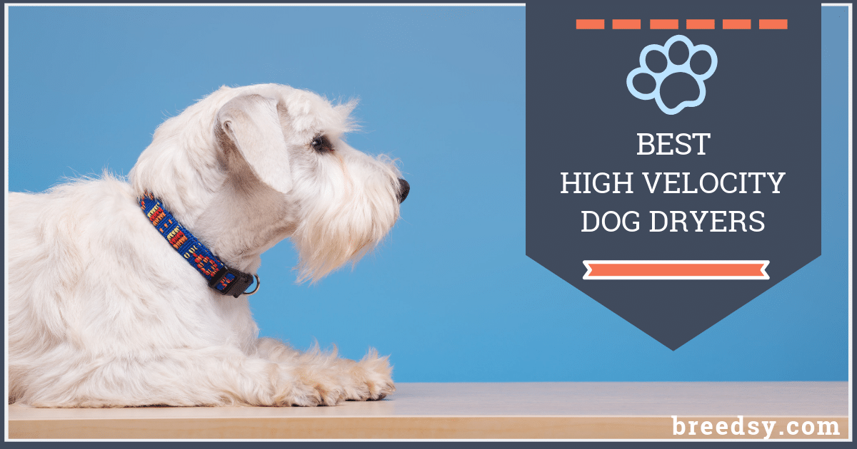 6 Best High Velocity Dog Dryers: Our 