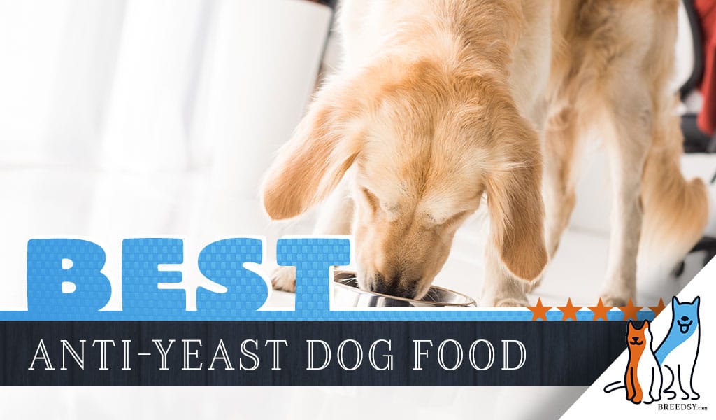 anti yeast dog food