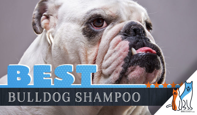 Bulldog Shampoo: Our 6 Picks for the Best Dog Shampoo for Bulldogs