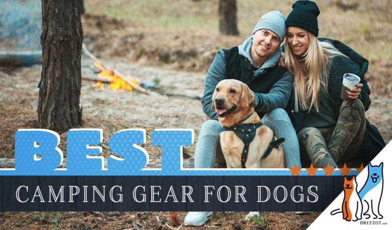 Best Gear for Camping With Dogs: 9 Must Have Camping Products