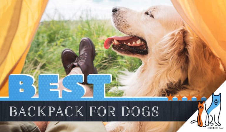 6 Best Dog Backpacks for Hiking: 2023 Top Rated Backpacks
