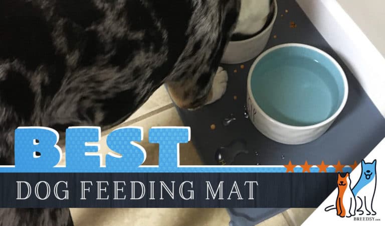 6 Best Dog Food and Water Bowl Mats: Our 2023 Feeding Mat Guide