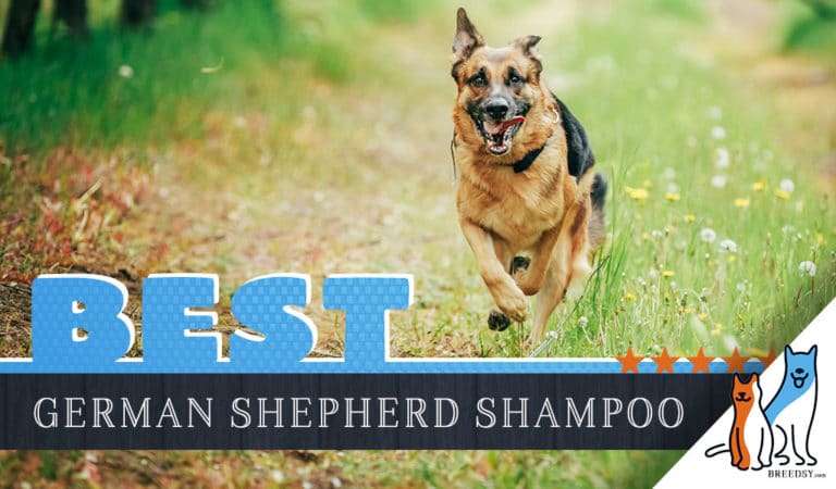 German Shepherd Shampoo: Best Dog Shampoos for German Shepherds