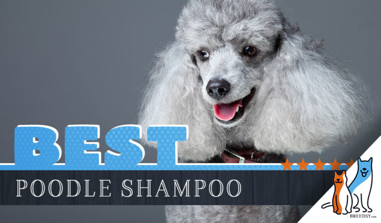 Poodle Shampoo: Our 5 Picks for the Best Dog Shampoo for Poodles