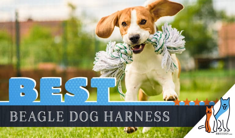 6 Best Dog Harnesses for Beagles in 2022
