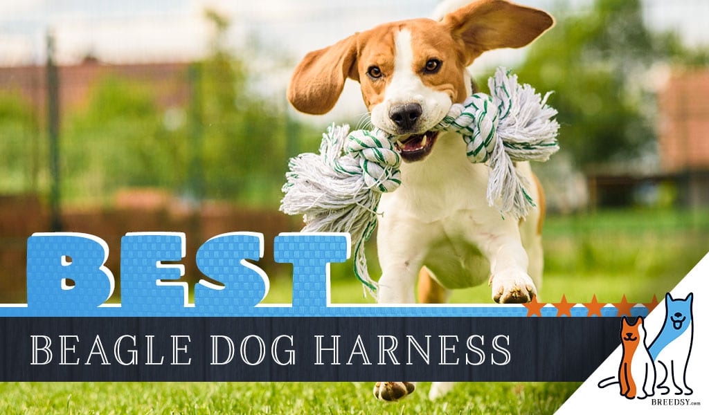 best harness for beagles that pull