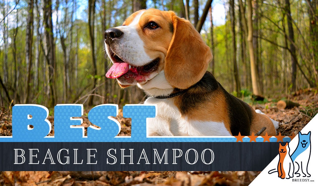 Best Dog Shampoo for Beagles 