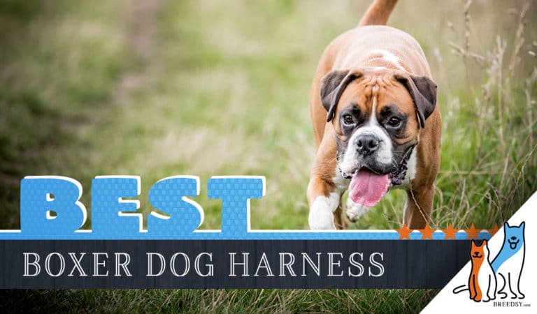 6 Best Dog Harnesses for Boxers in 2022